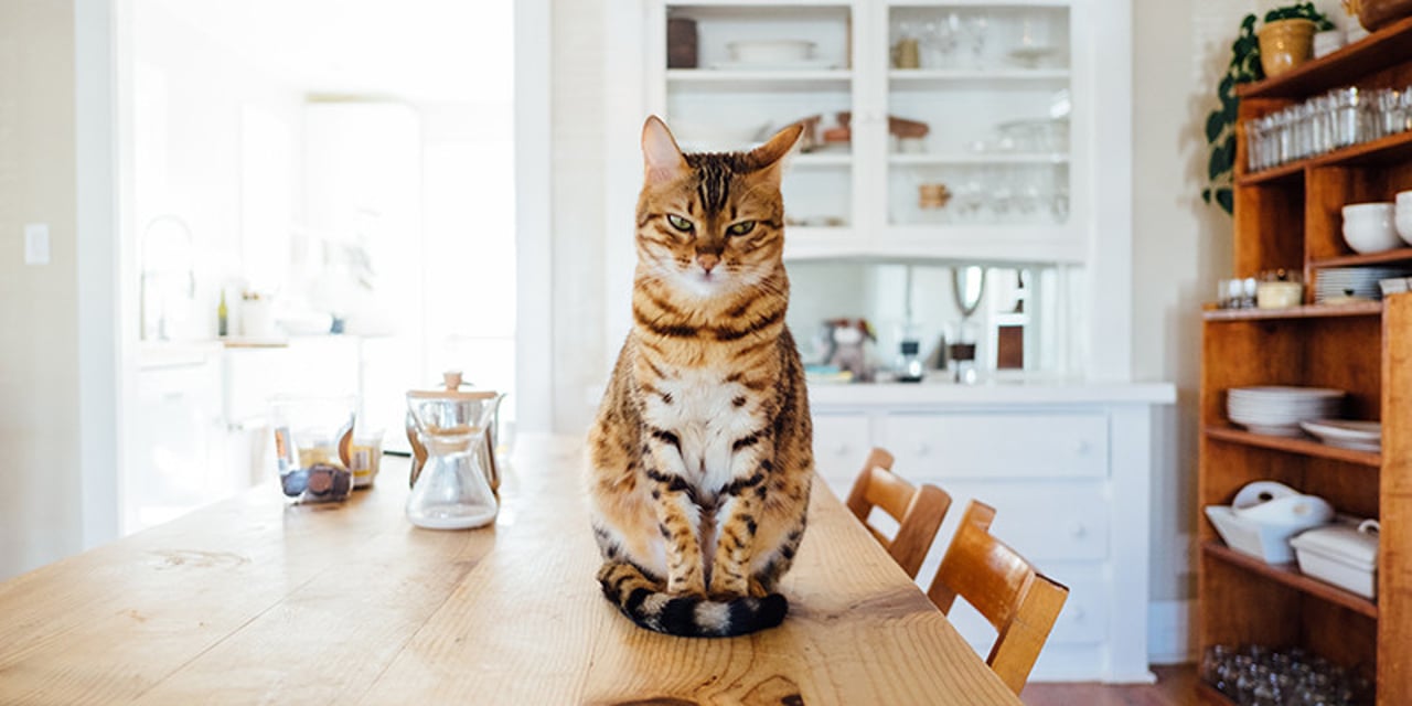 A brow, white and cream tabby cats sits ona  wodden table. Behing him there