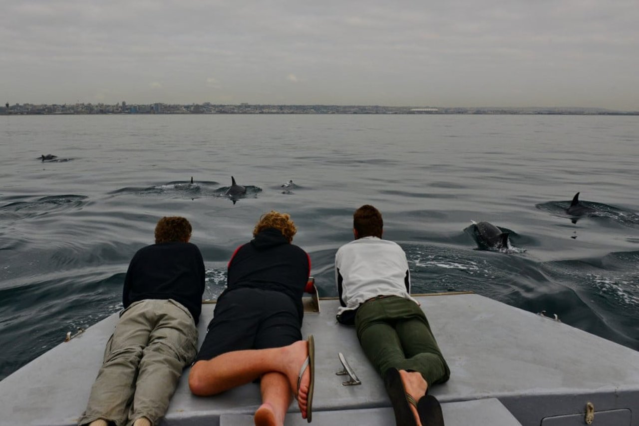 People watching wild dolphins from a boat