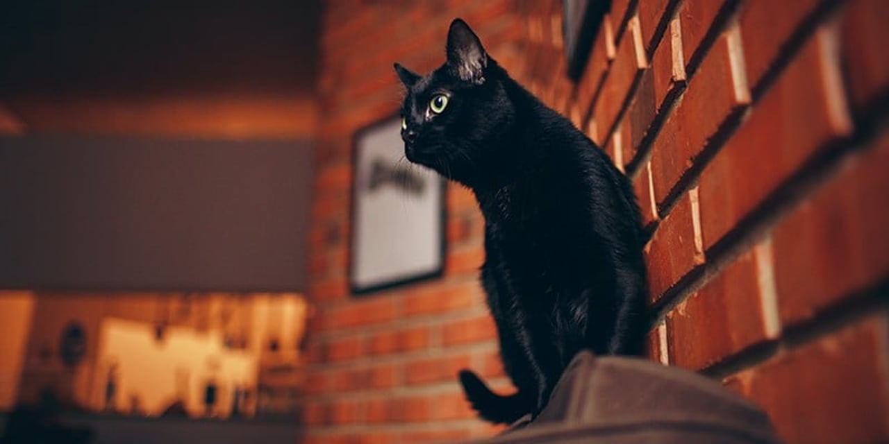 A black cat sitting on the back of a brown chair, against a naked brick wall