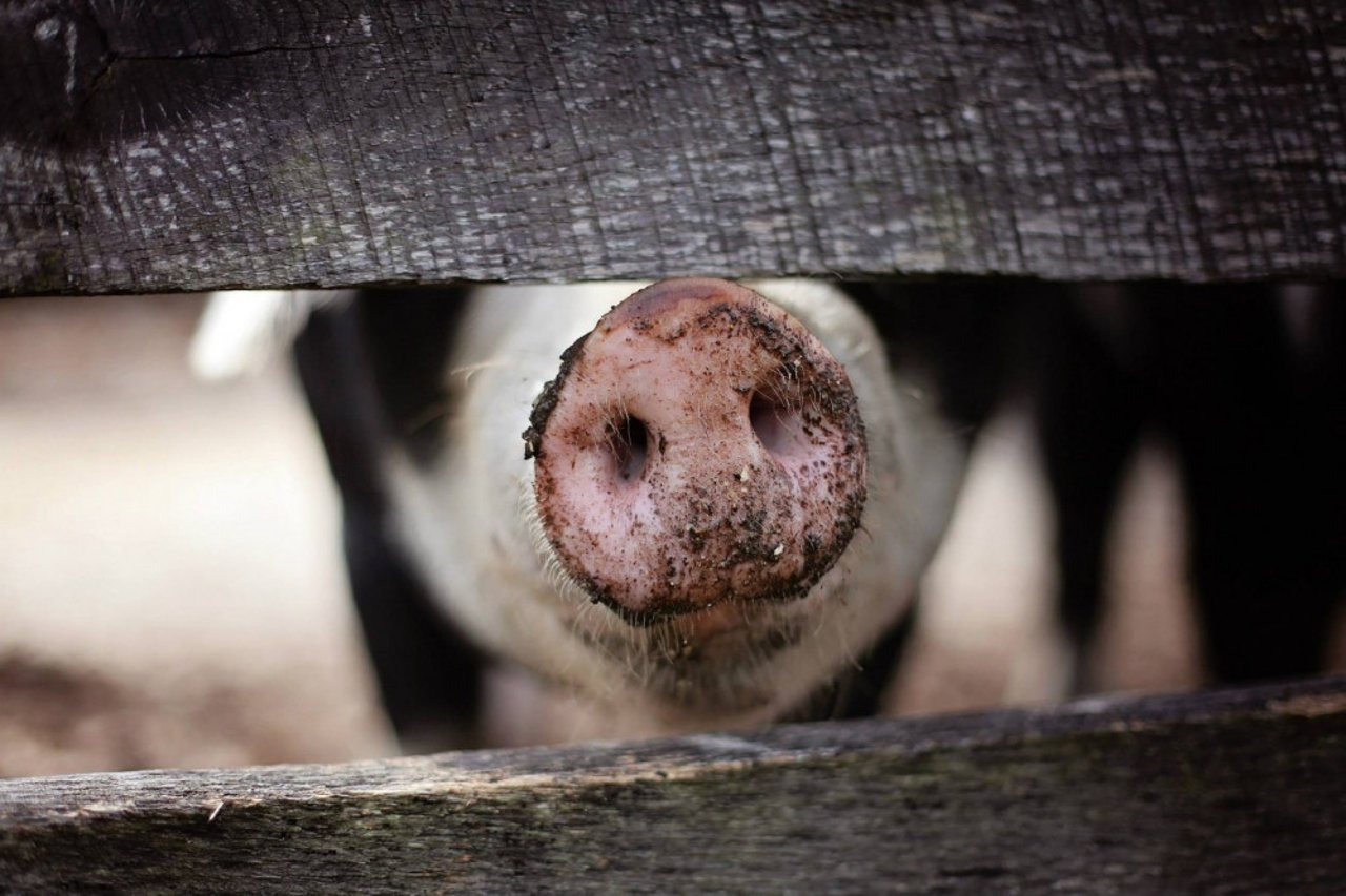 Nose of pig in wood