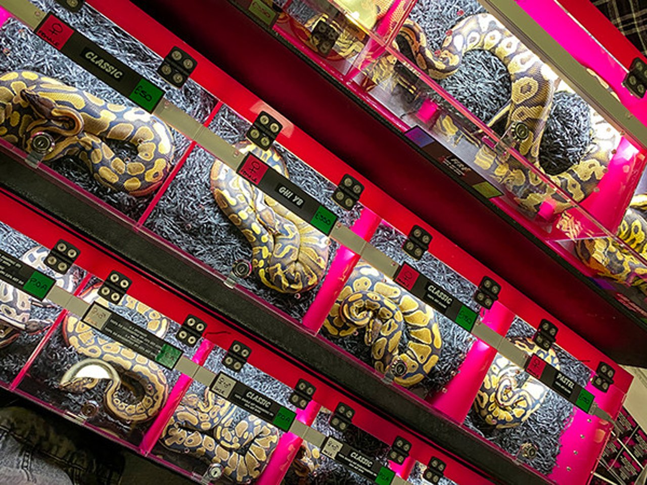 Snakes in small storing containers are piled high at the Doncaster Racecourse reptile market.