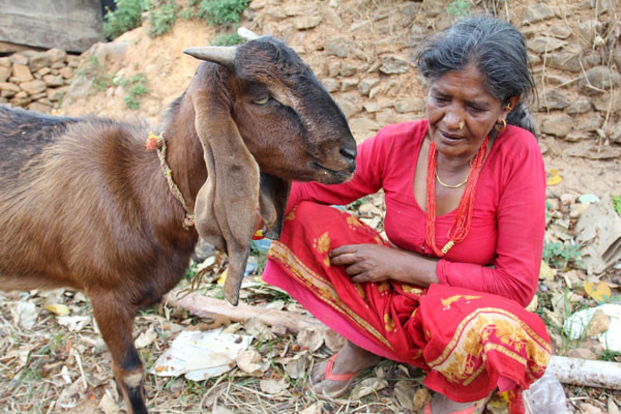 ramila-strestha-nine-month-old-goat