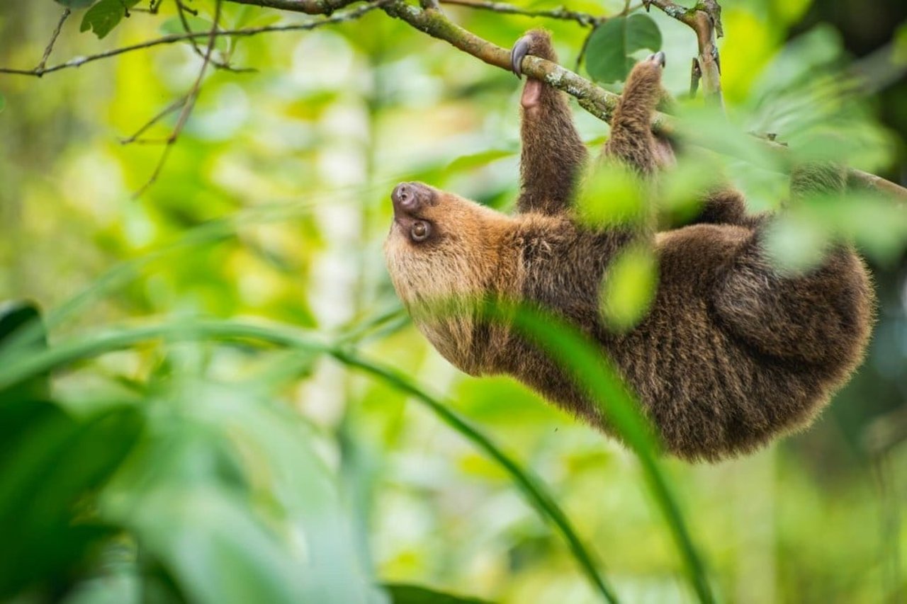 Sloth climbing