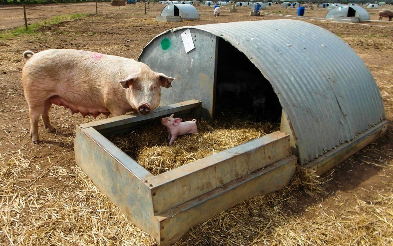 A mother pig and her piglet outside at a high welfare farm in the UK