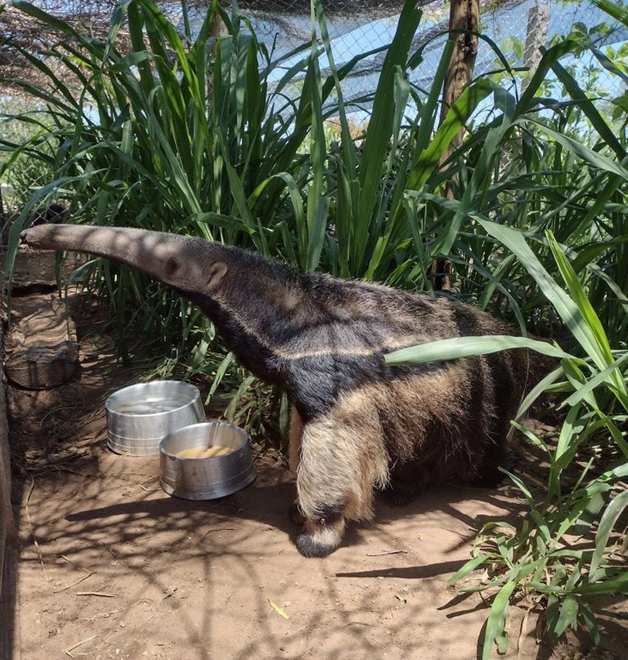 Tamara baby giant anteater