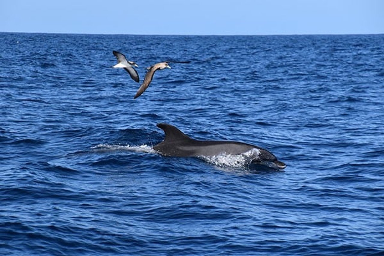 A bottlenose dolphin in the wild.