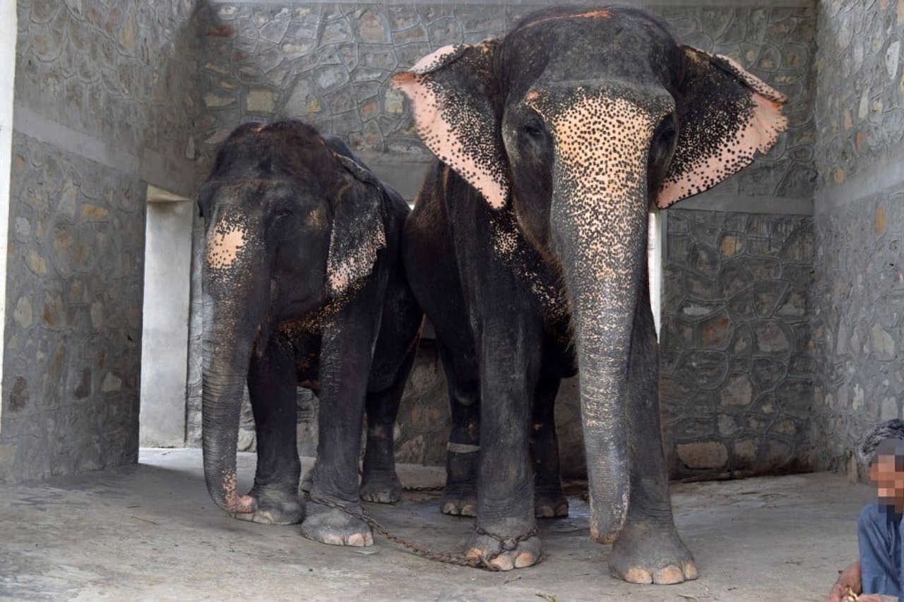 these_elephants_in_india_used_for_carrying_tourists_are_kept_in_barren_conditions