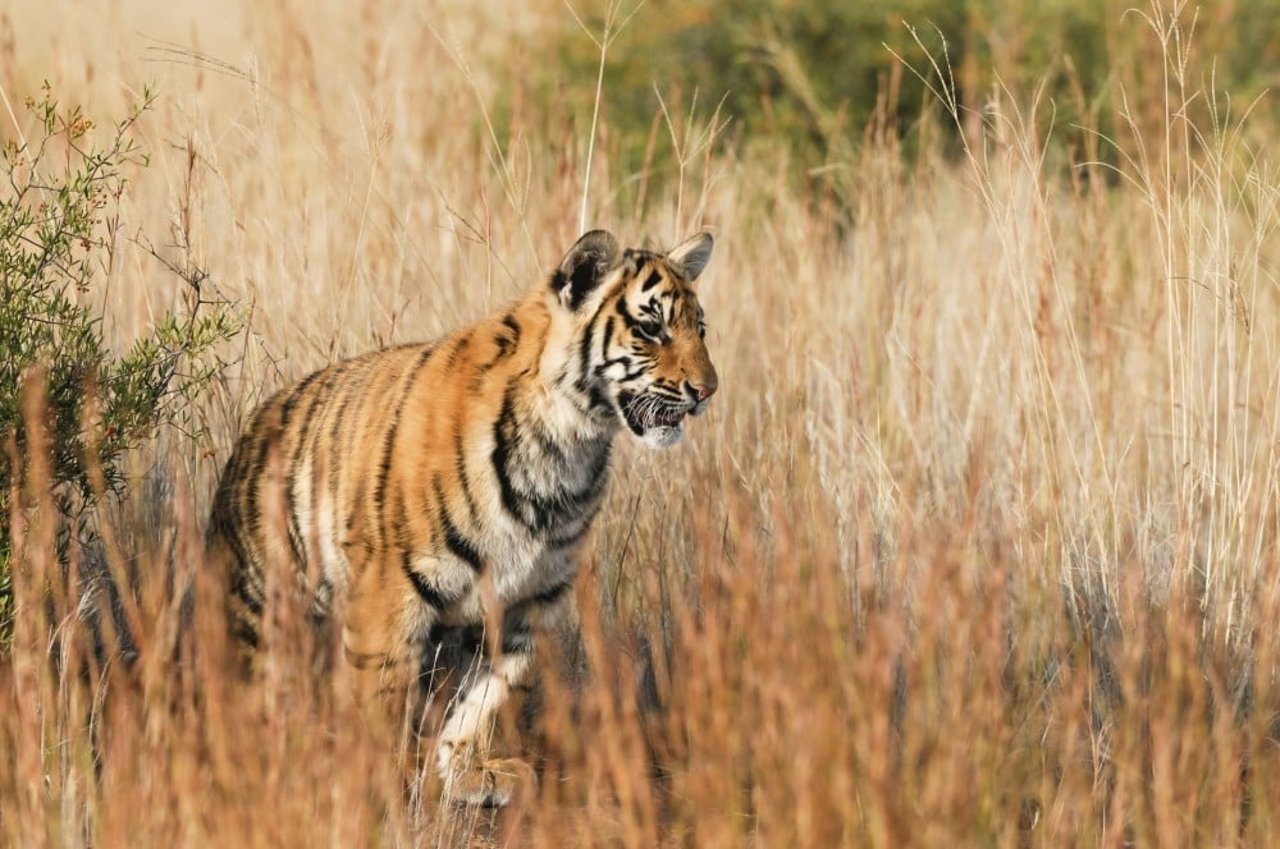 tiger_2