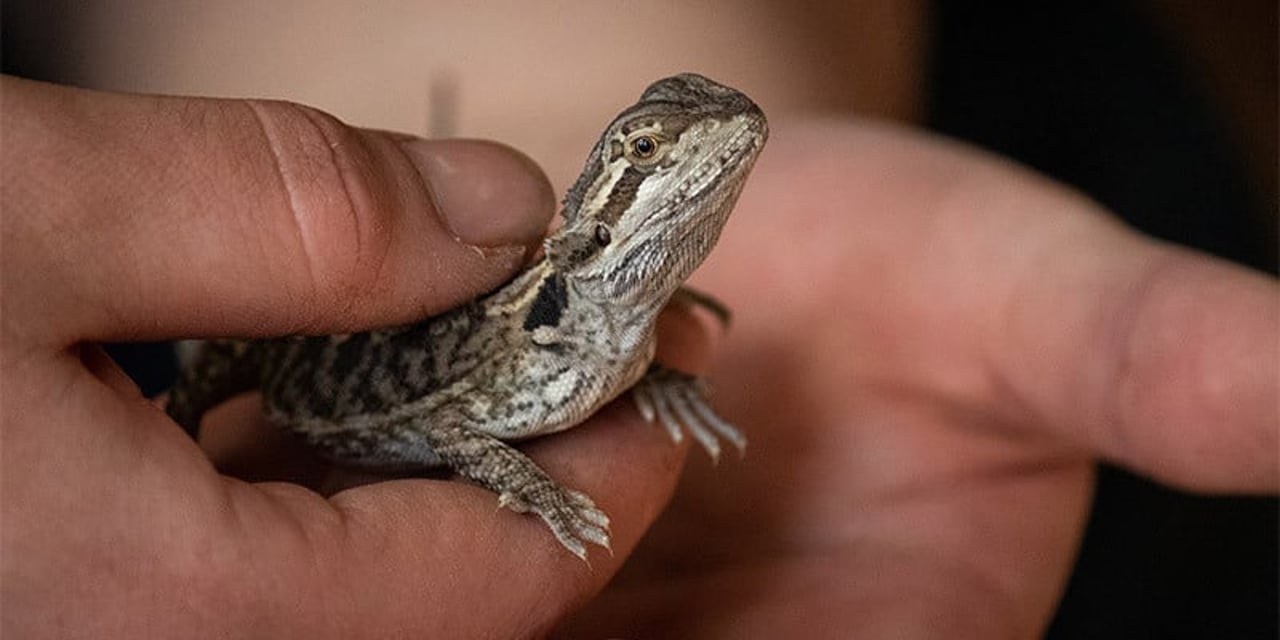 A bearded dragon being handled