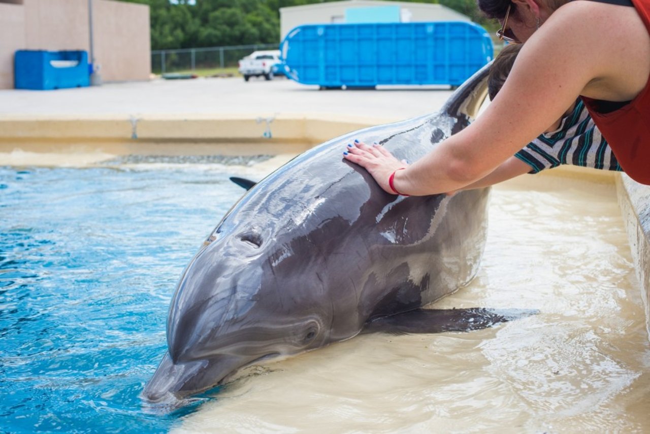 Tourists posing with a captive dolphin at SeaWorld San Antonio, USA - Wildlife. Not entertainers - World Animal Protection