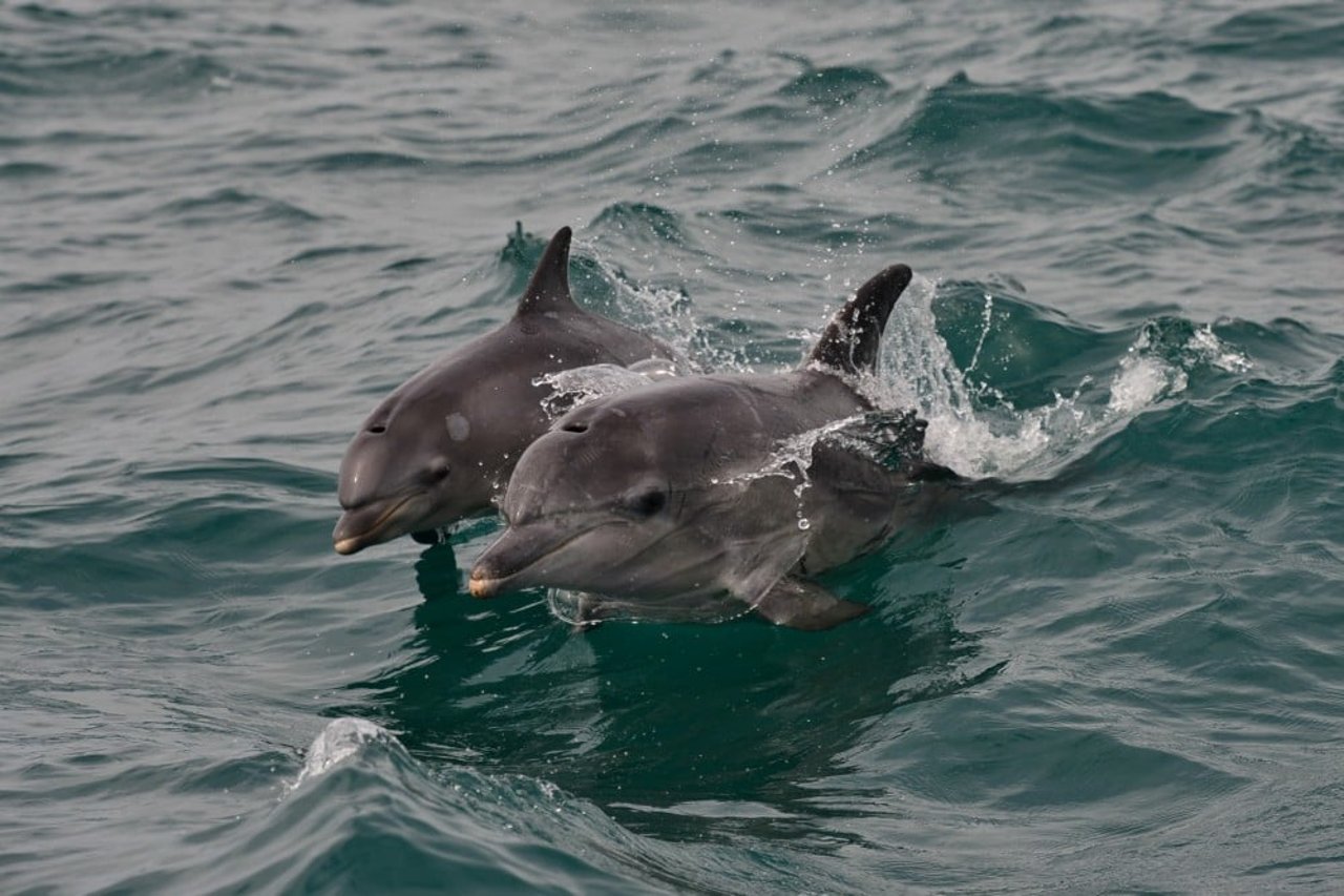 Two wild dolphins swimming in the ocean