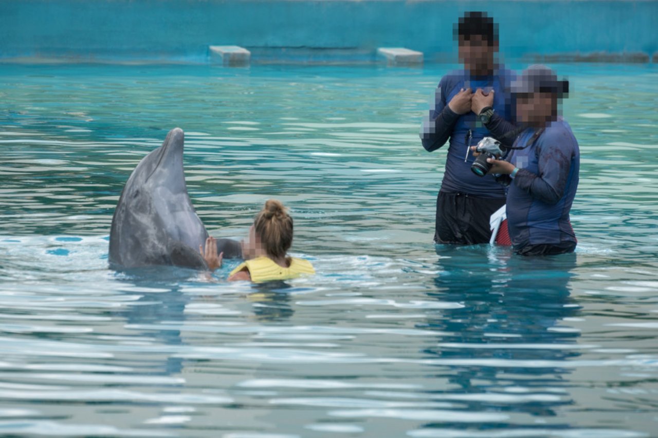 A visitor can be seen swimming with a captive dolphin for entertainment