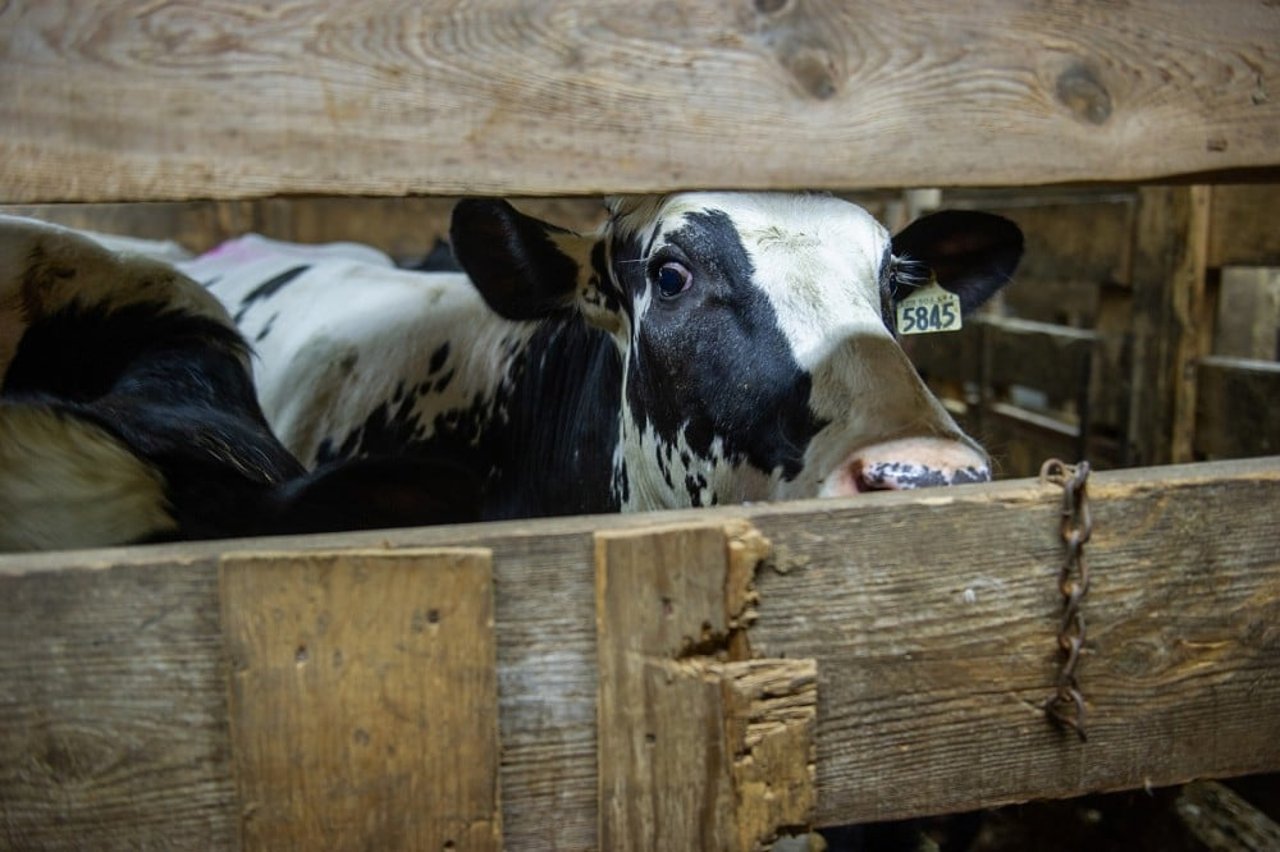 A cull dairy cow at auction