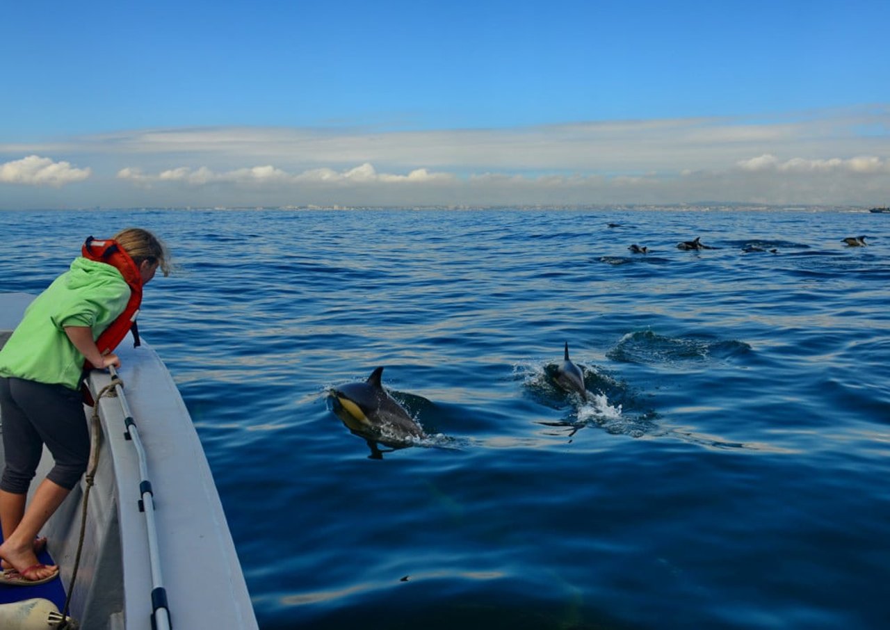 A woman is watching wild dolphins from a boat