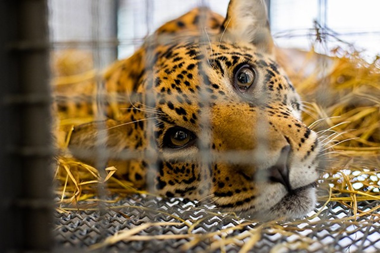 Xamã, a rescued jaguar and victim if the wildfires in Brazil, is pictured in a transportation cage to his new wild enclosure.