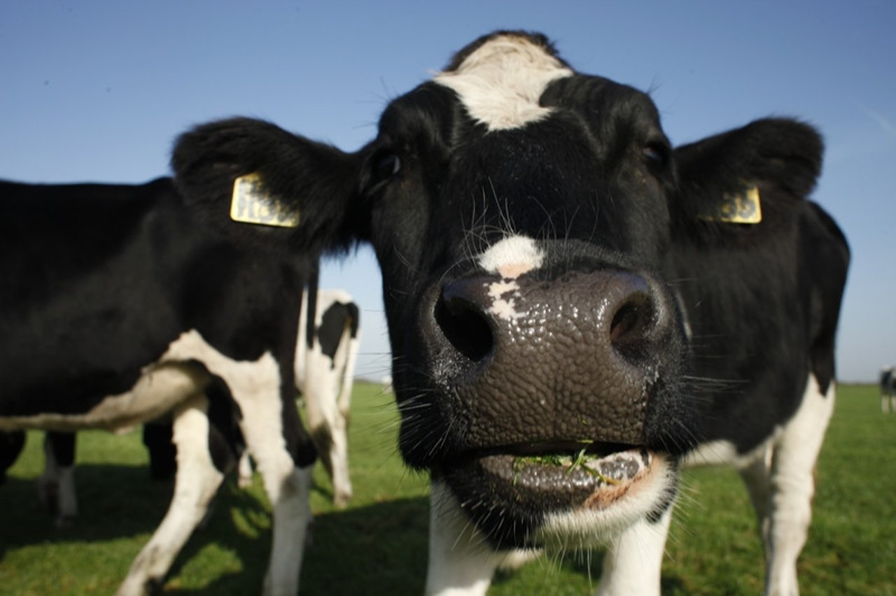 young_heifer_cows_grazing_on_pasture_low_res