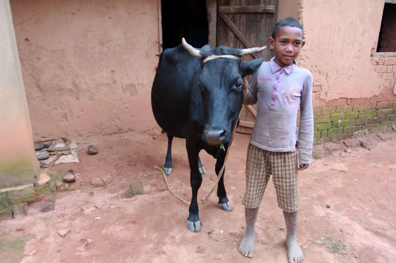 zebu_the_cow_and_young_boy_in_madagascar_after_cyclone