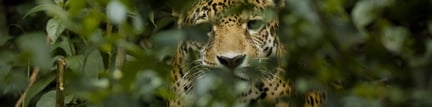 Jaguar Spirit Documentary banner image