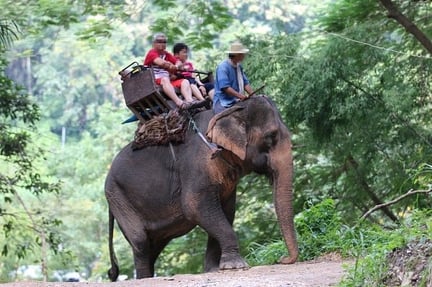 Elephant rides, Thailand
