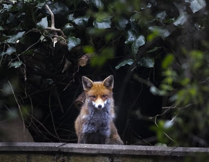 A wild urban fox in a garden in London