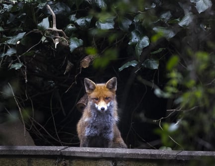Quizzes World Animal Protection UK Quizzes world animal protection uk