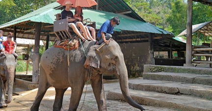 Elephant Rides and Shows – Five Myths