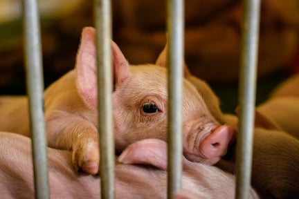 A piglet behind bars on a factory farm.