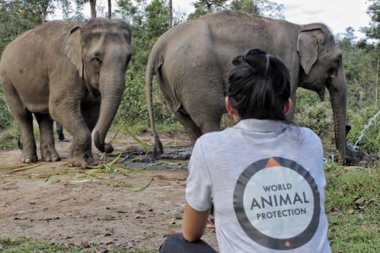 Our history | World Animal Protection UK