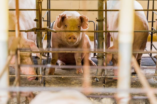 Pig Welfare - Factory Farm Cruelty - World Animal Protection