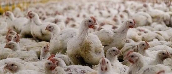 Broiler chickens on a UK farm