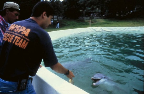 WSPA staff member with dolphin