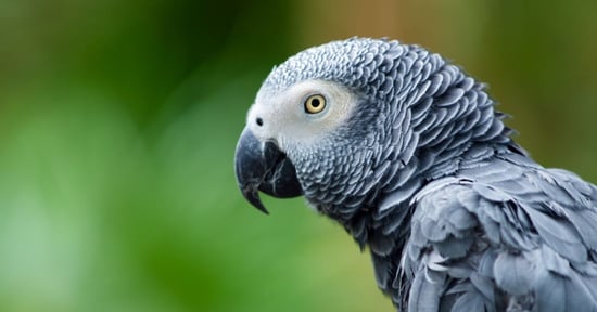 5 surprising facts about African grey parrots