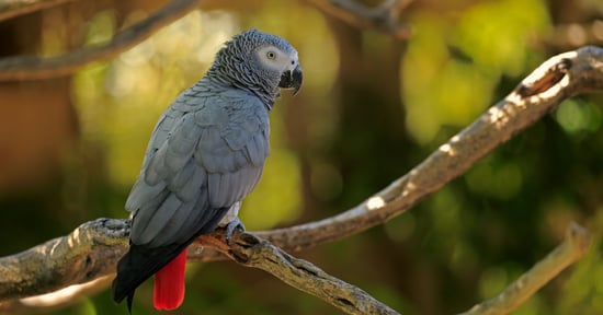 African grey parrot in the wild - Credit: Jurgen and Christine Sohns / Getty Images