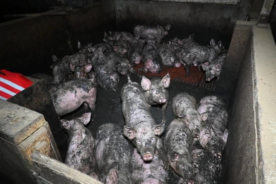 Pigs in a UK factory farm