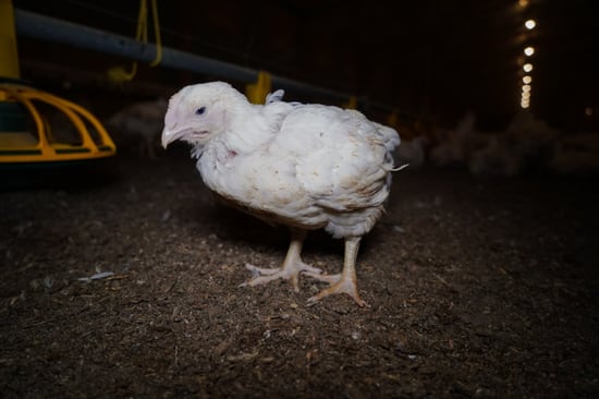 A young chicken in a dark barn