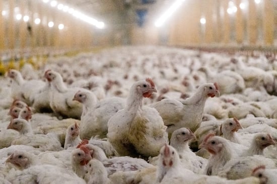 Chickens in a barn at a factory farm
