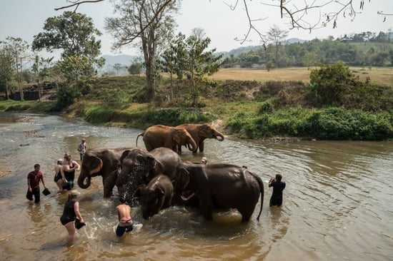 happy_elephant_care_valley_tourists_bathing_elephants