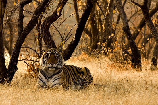 Wild tiger in India