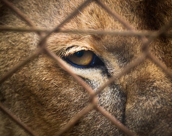A close-up photo of a lion's face