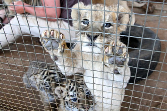 A lion cub behind a fence