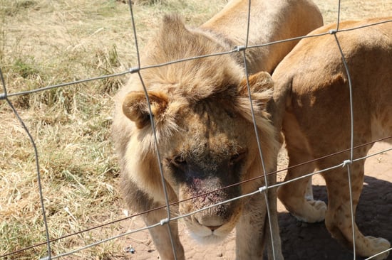 A lion behind a fence with a visible injury on his face