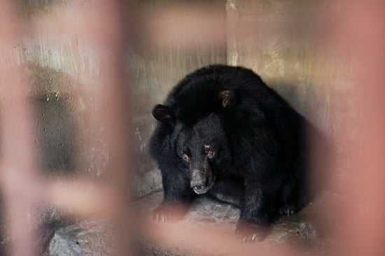 One of the bears at Vu Van Hien (Thai Thuy) farm on day one of rescue. The bear is sitting in the corner and is looking sad and frightened.