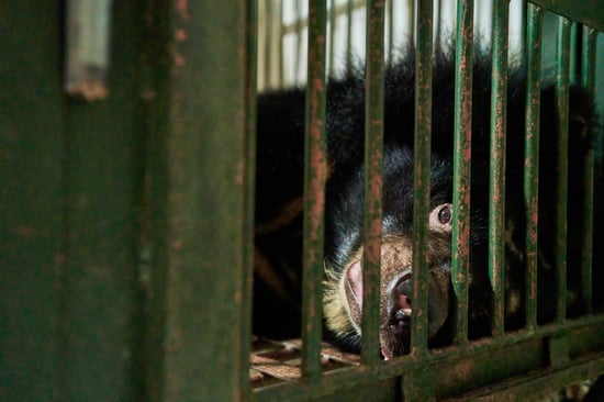 A bear is laying down in a cage, looking out between the bars.
