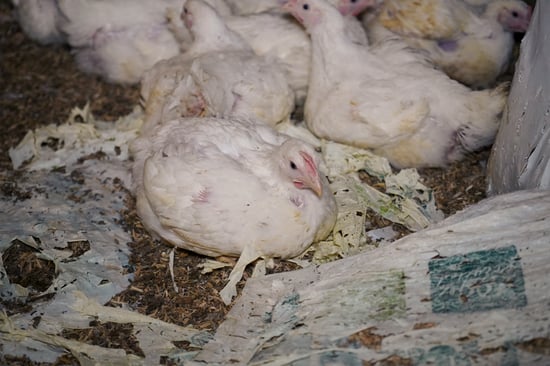 Chickens crammed into a barn with very little space on a broiler farm in the UK