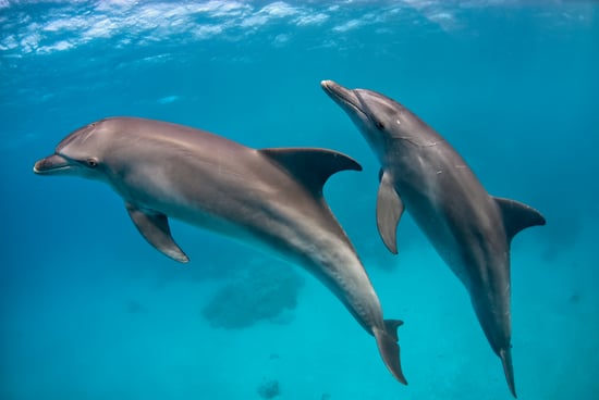 Two dolphins are swimming together in what looks like a wild environment. The water is clear and turquoise.