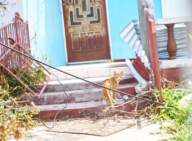 Cat in front of damaged house after Hurricane Irma | World Animal Protection