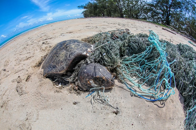 Turtle caught in ghost gear - World Animal Protection