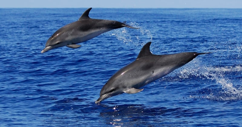 wild dolphins