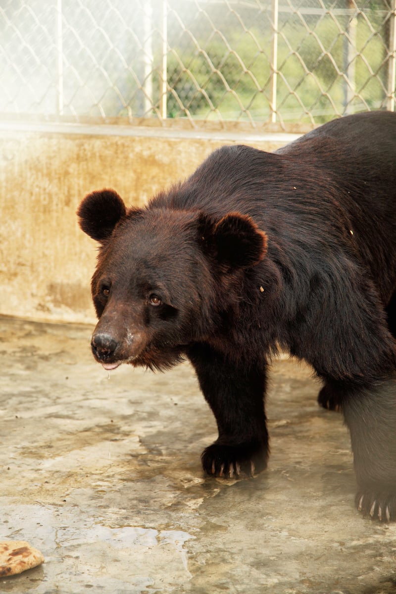A rescued bear in quarantine of a sanctuary