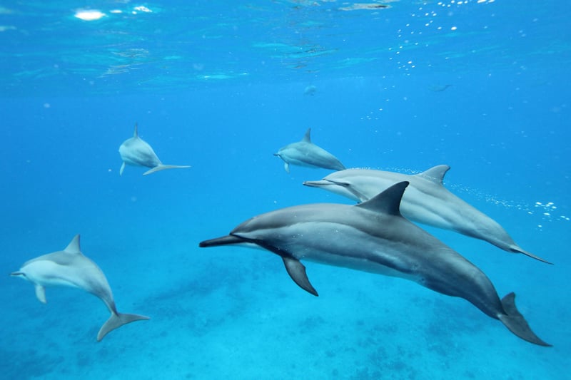Image of Dolphins
